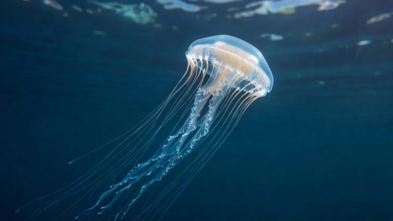 Animales mas venenosos del mundo: los más peligrosos