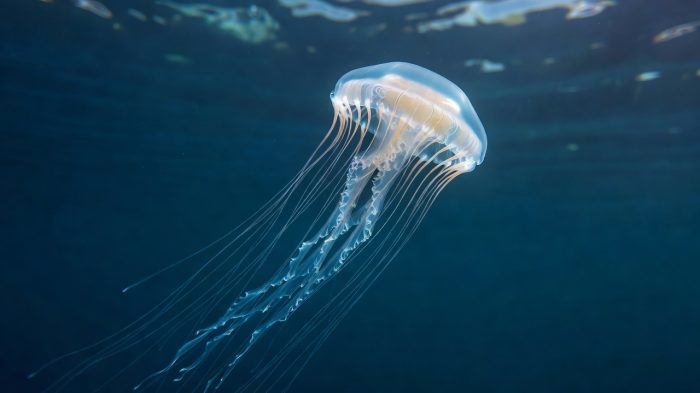 Animales mas venenosos del mundo: los más peligrosos