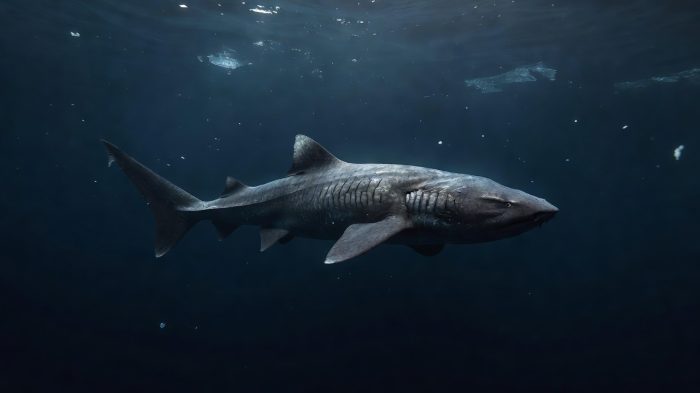 Animales que viven mas tiempo: los récords de longevidad