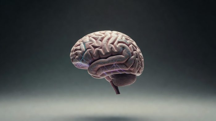 Datos curiosos sobre el cerebro